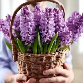 Lilac Hyacinth flowers in Basket
