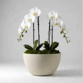 White Phalaenopsis orchid Plants in round pot