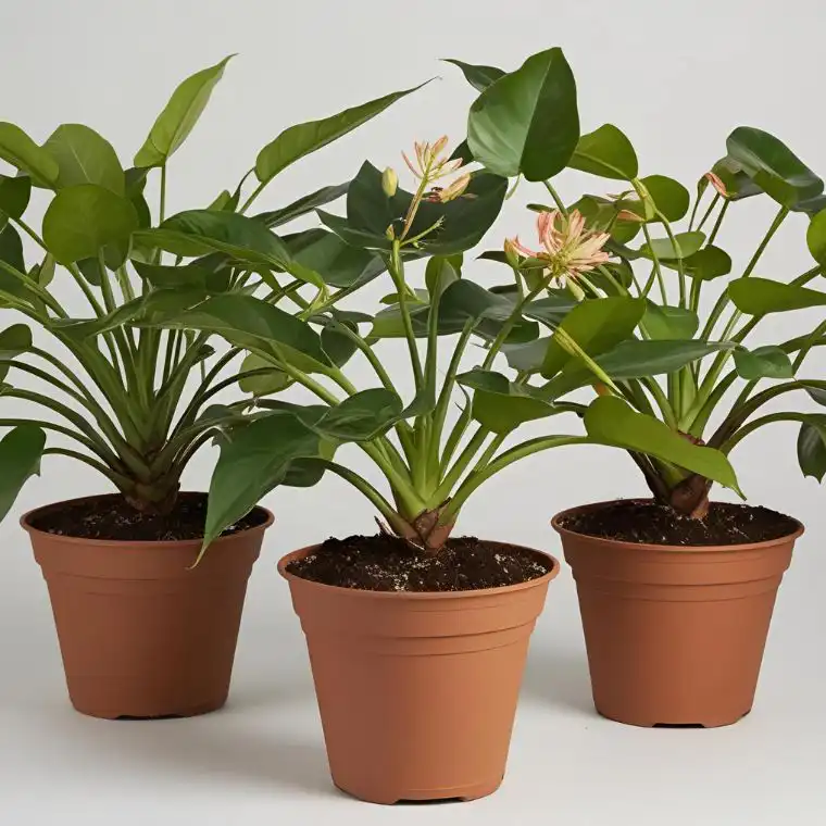 Philodendron Plant Delivery UK 1 phlebodium aureum plant