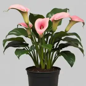 Pink Calla Lily Plants