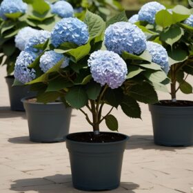 Blue hydrangea plant in pot