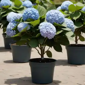 Blue hydrangea plant in pot