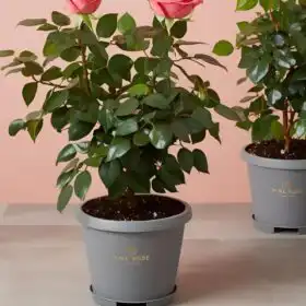 Pink Rose Plant Gift Basket