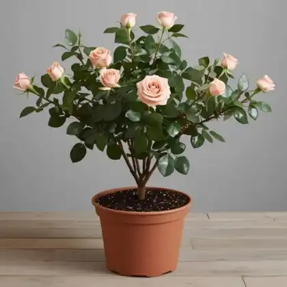 Garden Rose Spring Plants Gift
