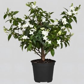 Potted Star Jasmine Plant