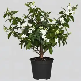 Potted Star Jasmine Plant