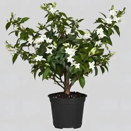 Fragrant Jasmine Plant
