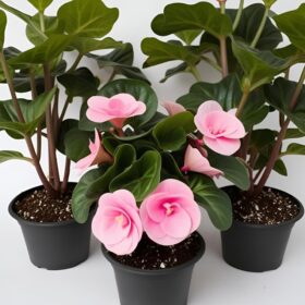 Pink Elatior Begonia Plants