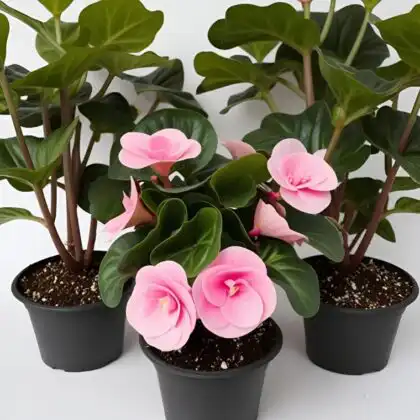 Pink Elatior Begonia Mother's Day Plant Delivery UK - Beautiful Pink Flowers