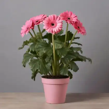 Pink Gerbera Daisy Mother's Day Plant Delivery - Fresh Flowers for Mother's Day
