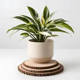 Spider plant in rustic pot delivery