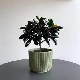 Camellia plant in green pot