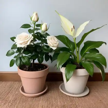 White rose and peace lily basket delivery UK for Mother's Day – Next Day Delivery