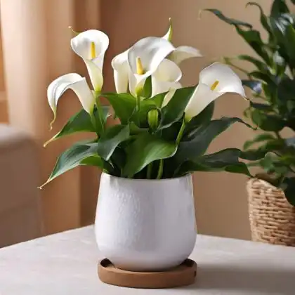 White calla lily plant in striped pot delivery UK for Mother's Day – Next Day Delivery
