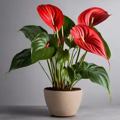 Red anthurium plant in striped pot delivery UK – Next Day Delivery