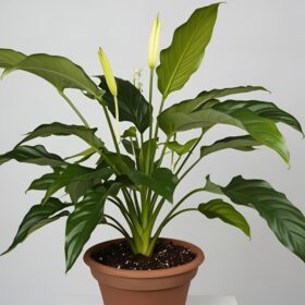 Peace lily plant in pot delivery UK