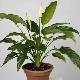 Peace lily plant in pot delivery UK