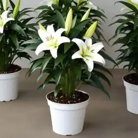 White lily plant gift delivery UK