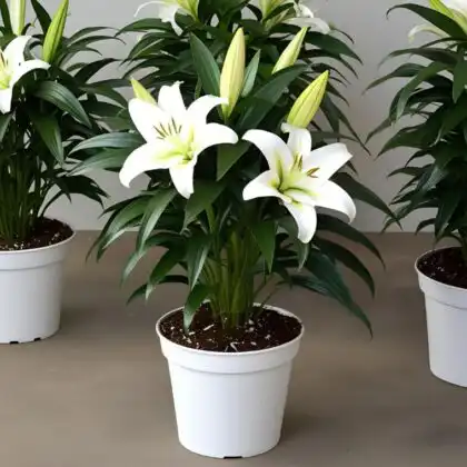 big plant. and The product image should look natural. The plants should appear real, and the pots should be of premium quality. The soil should be visible in the pot. There should be many leaves and branches on the plants. should also be some flower