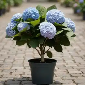 Blue hydrangea plant in pot