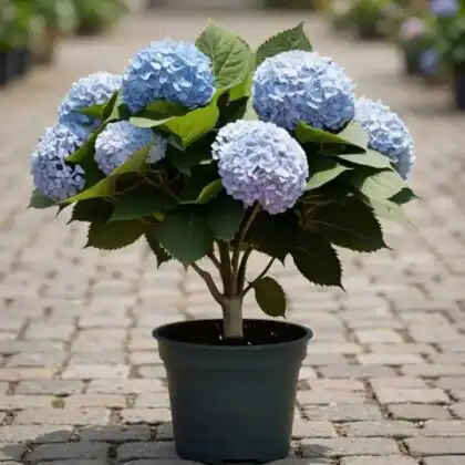 A vibrant blue hydrangea plant with dense mophead blooms in a decorative pot.