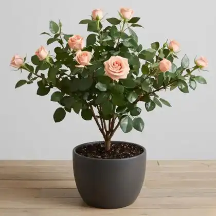 A blooming hot pink rose plant growing in a stylish pot, showcasing vibrant petals and lush green leaves.