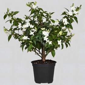 Fragrant Jasmine Plant