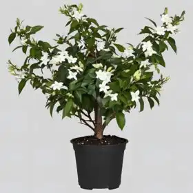 Fragrant Jasmine Plant