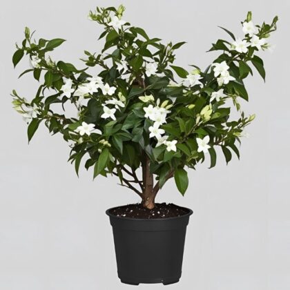 A blooming jasmine fragrant plant with delicate white petals and lush green leaves in a terracotta pot.