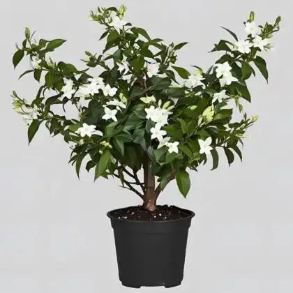 A blooming jasmine fragrant plant with delicate white petals and lush green leaves in a terracotta pot.