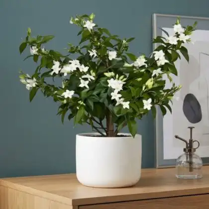 A healthy jasmine fragrant plant with pure white star-shaped blossoms and glossy green leaves in a pot.