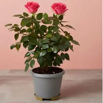 A blooming cluster of light pink roses plants in a classic ceramic pot.