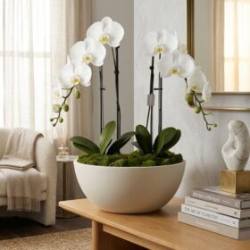 Luxury White Phalaenopsis Orchid in Matte Ceramic