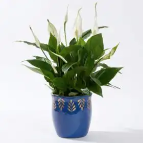 Evergreen Peace Lily Live Plant