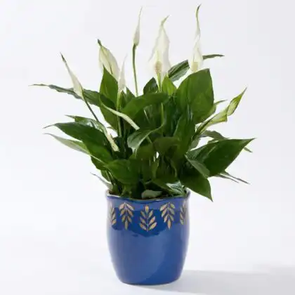 A lush green peace lily live plant with elegant white blooms in a decorative pot.
