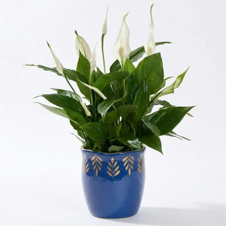 Evergreen Peace Lily Live Plant 1 A lush green peace lily live plant with elegant white blooms in a decorative pot.