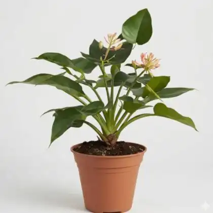 A vibrant green Philodendron Plant growing in a ceramic pot placed near a window for natural light.