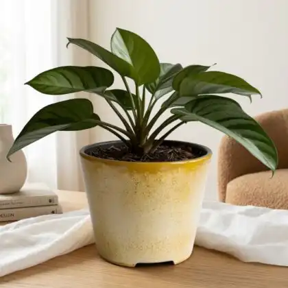 A healthy Philodendron house plants variety featuring heart shaped leaves with a distinct silver metallic sheen.