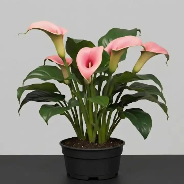 Radiant Pink Calla Lily Plant 1 A vibrant pink calla lily plant with sleek green leaves blooming in a stylish decorative pot.