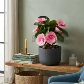 Radiant Pink Double-Bloom Begonia in Modern Noir Pot