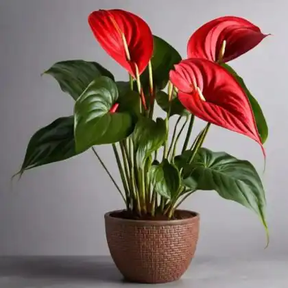 A healthy red anthurium plant with waxy heart-shaped flowers in a decorative pot.