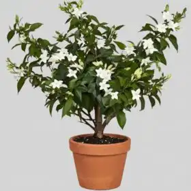 Premium Star Jasmine Plant – Pure White Fragrant Blooms