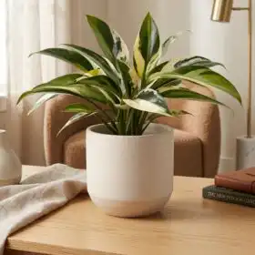 Elegant Variegated Peace Lily in Ceramic Pot