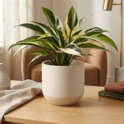 Variegated peace lily plant with green and white patterned leaves in a stylish ceramic pot.