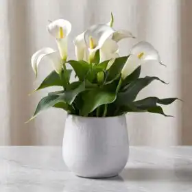 Pure White Calla Lily in Textured Ceramic Pot