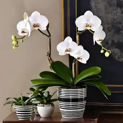 A blooming white phalaenopsis orchid plant in a stylish ceramic pot.