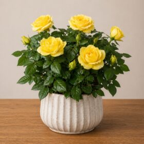 Yellow Rose Plant in Ceramic Pot