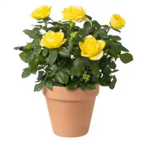 Yellow Rose Plant in Ceramic Pot
