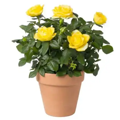 A blooming yellow rose plant growing in a stylish ceramic pot for home decoration.