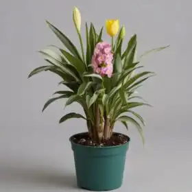 Yellow Tulip & Pink orchid Plant
